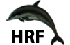 Nova Logo